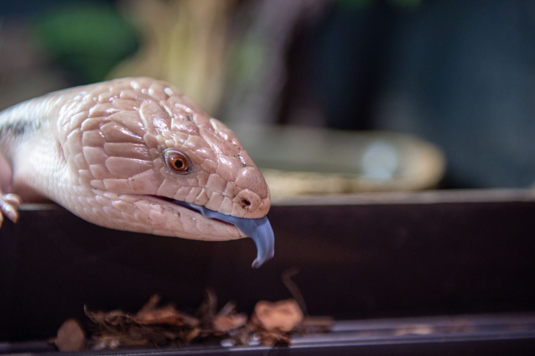 Southern Idaho Reptile Rescue coming to the fair